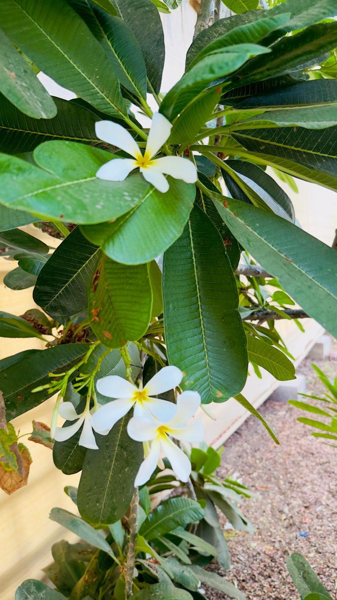 Fig Shades مزرعة ظلال التين Hotell Tiwi Exteriör bild